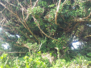moriyamautaki1.jpg