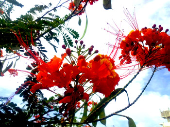 夏の花 オオゴチョウ 花言葉は 自分らしく生きるのが一番 石垣島なんでも図鑑