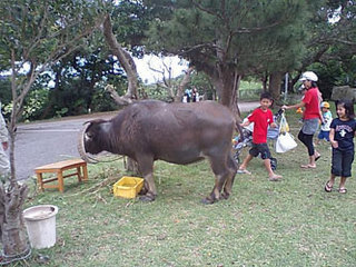 青少年の家まつり
