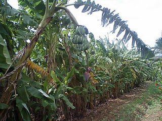 simabanana.jpg