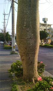 トックリキワタ 酔っぱらいの木 メタボの木 石垣島なんでも図鑑